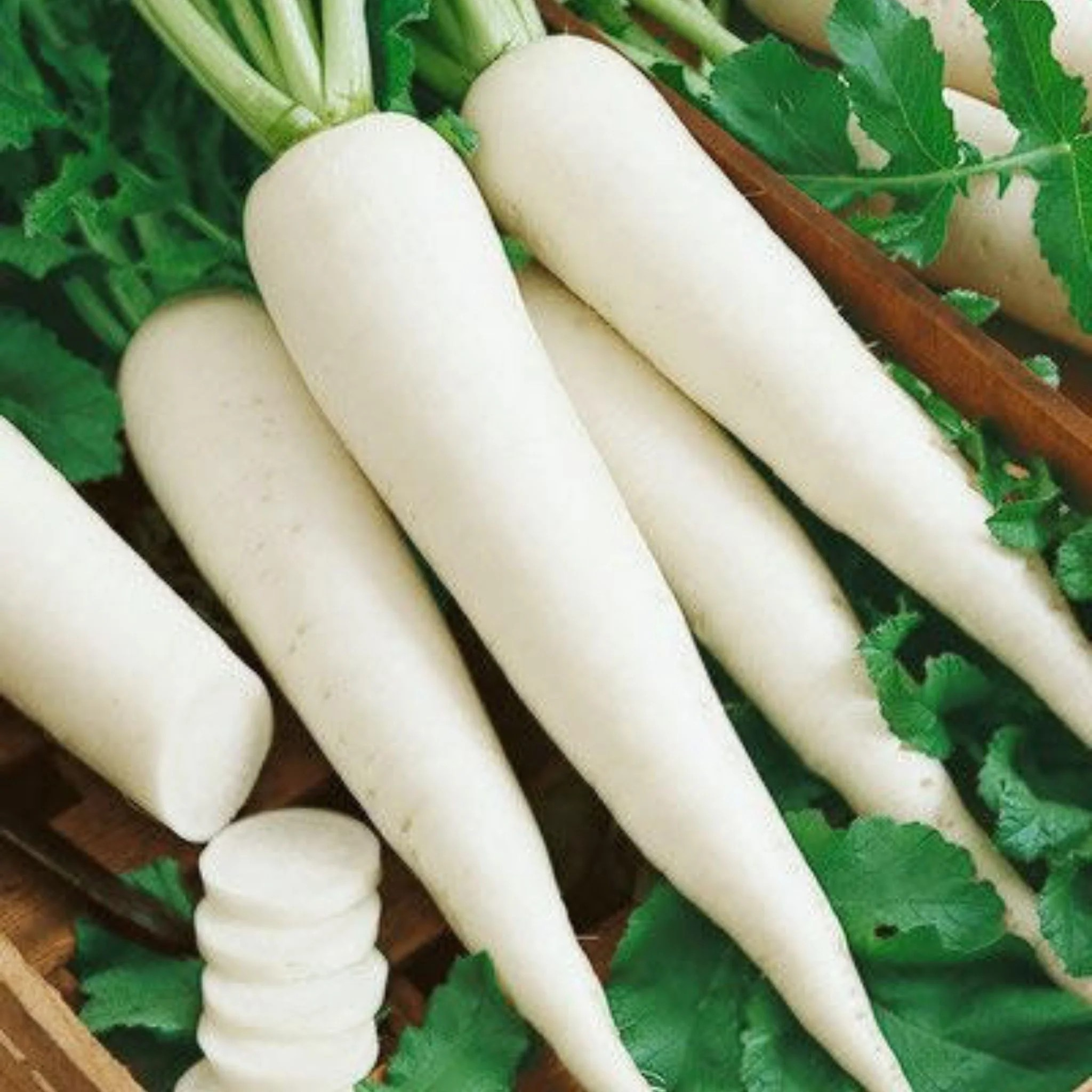 Muli | Radish