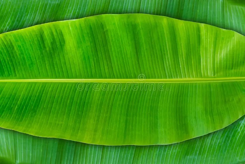 Banana Leaves 1pc