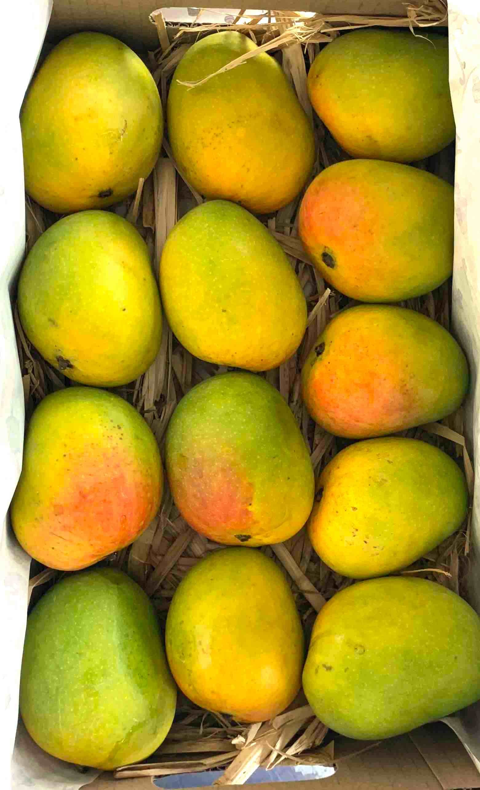 Alphonso 6pcs (2 Boxes)